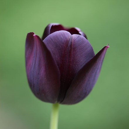 Picture of Tulipa Queen of Night - Organic bulbs