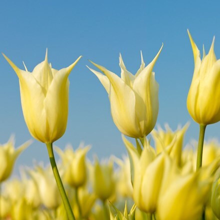 Picture of Tulipa Sapporo - Organic bulbs
