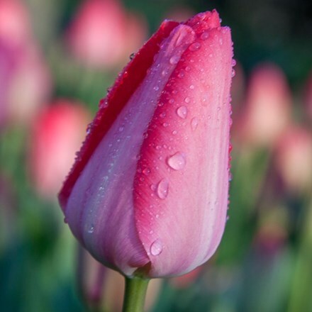 Picture of Tulipa Van Eijk - Organic bulbs
