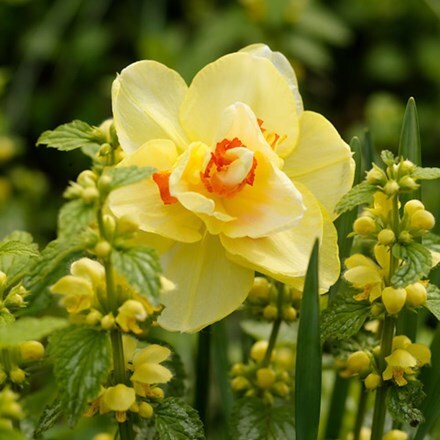 Picture of Narcissus Tahiti - Organic bulbs