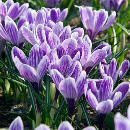 Crocus King Of The Striped