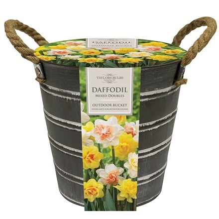 Picture of Outdoor metal bucket daffodils