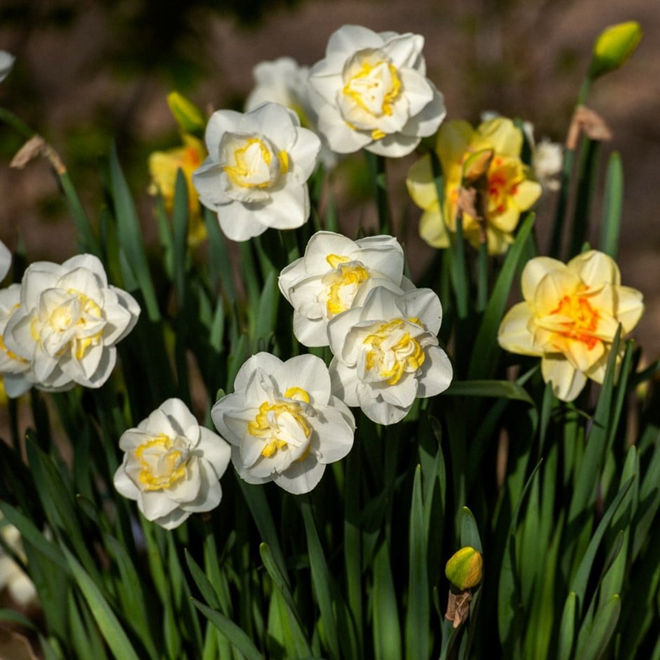 daffodil collection