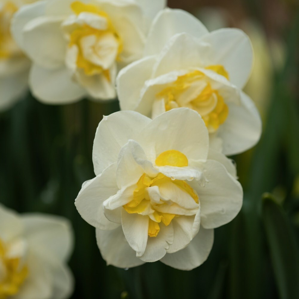 Double daffodil collection