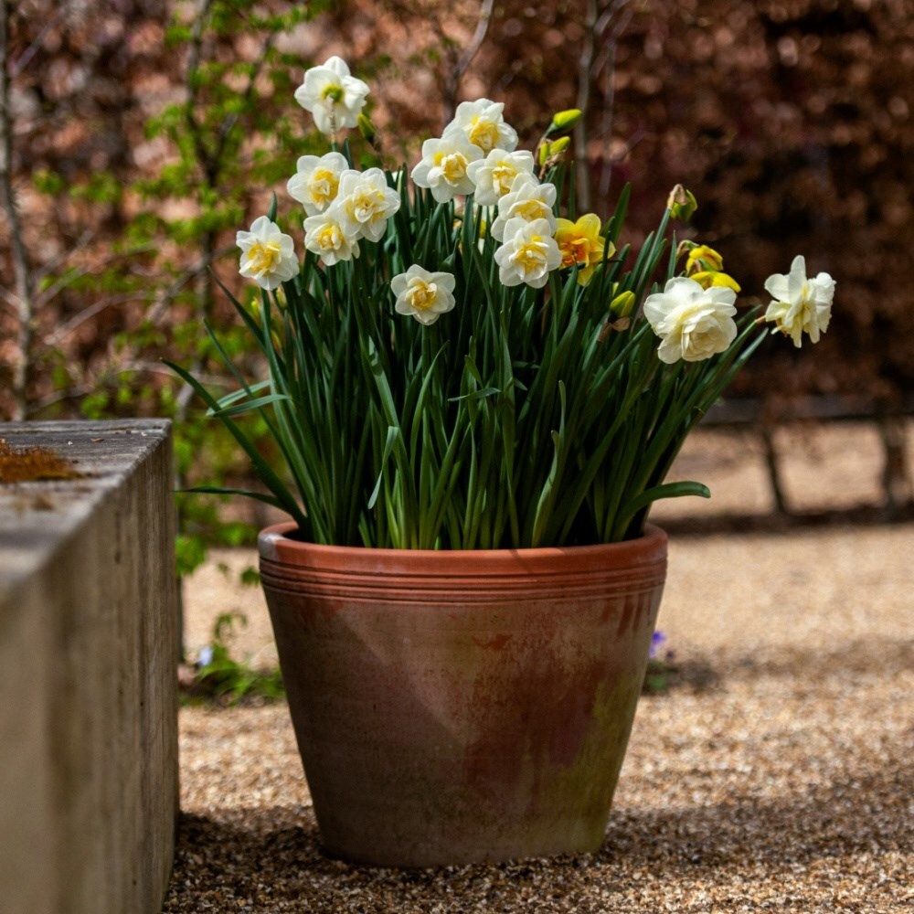 Double daffodil collection - 60+30 Free bulbs