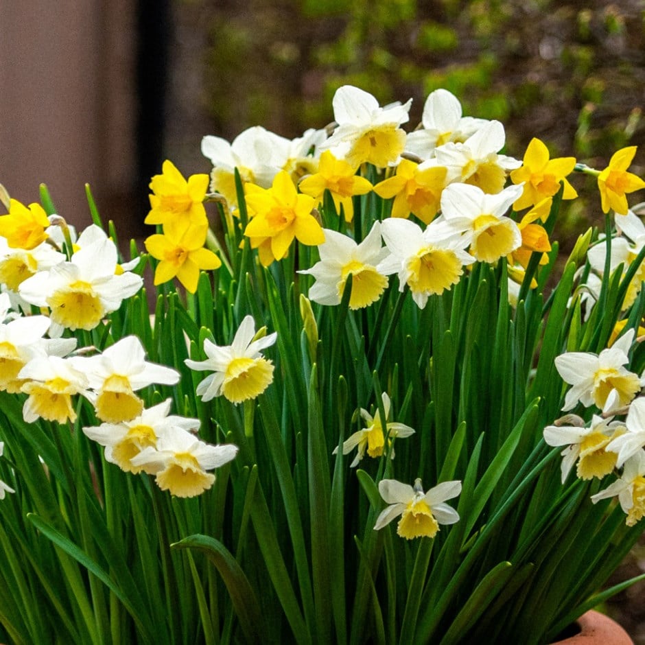 Dainty daffodil collection - 60+30 Free bulbs