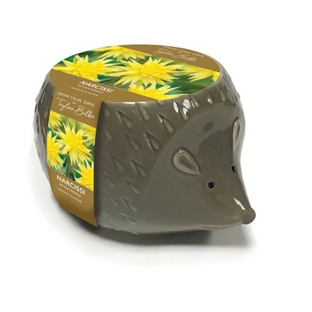 Picture of Novelty hedgehog planter