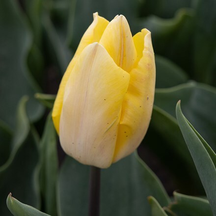 Picture of Tulipa Sunny Prince (PBR)