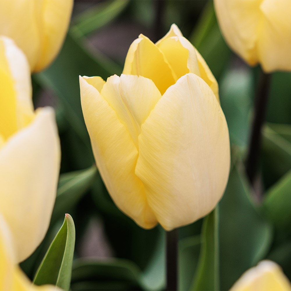 <I>Tulipa</i> 'Sunny Prince' (PBR)