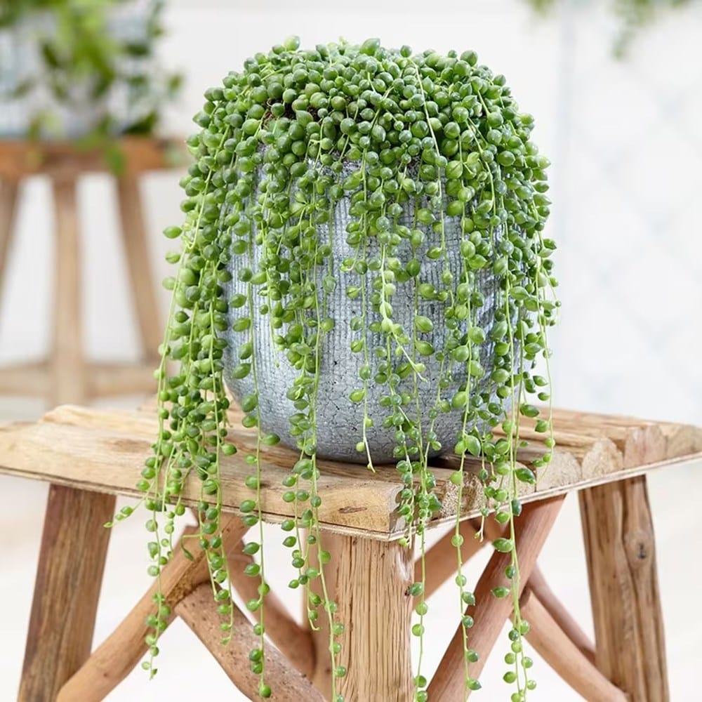 Product options image