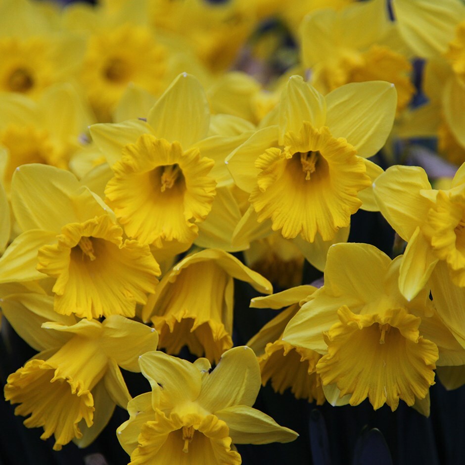 Buy trumpet daffodil bulbs Narcissus King Alfred £24.99 Delivery by Crocus