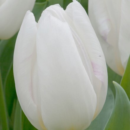 Picture of Tulipa White Prince