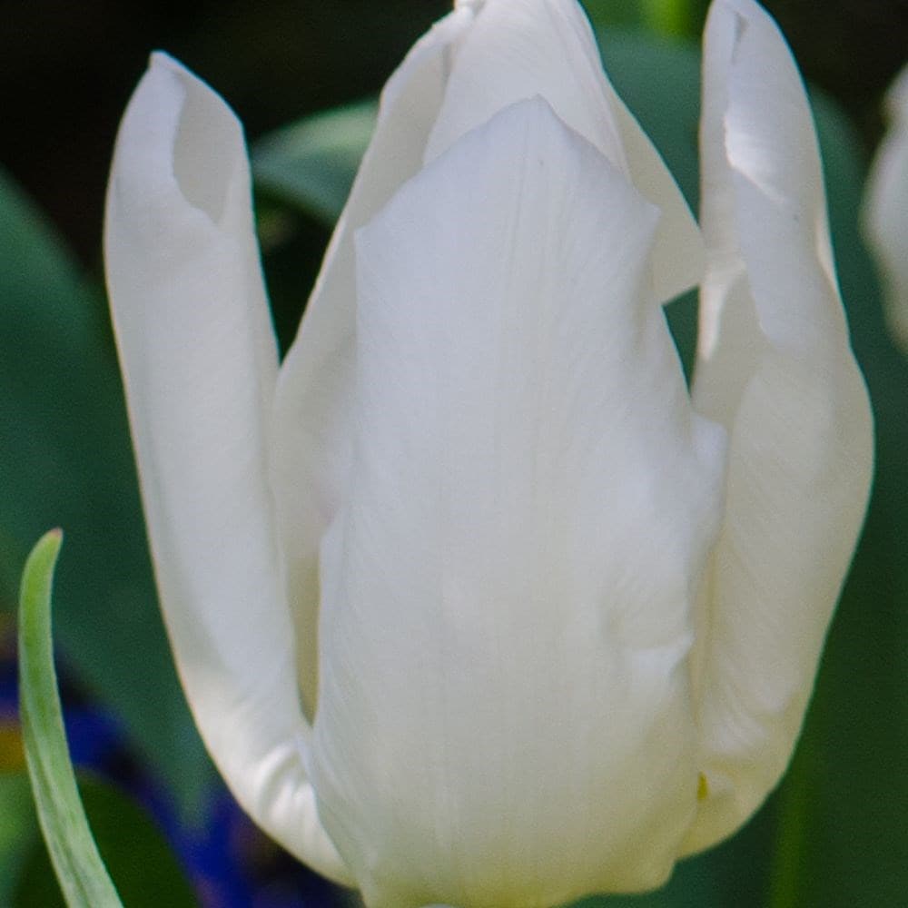 <i>Tulipa</i> 'White Prince'