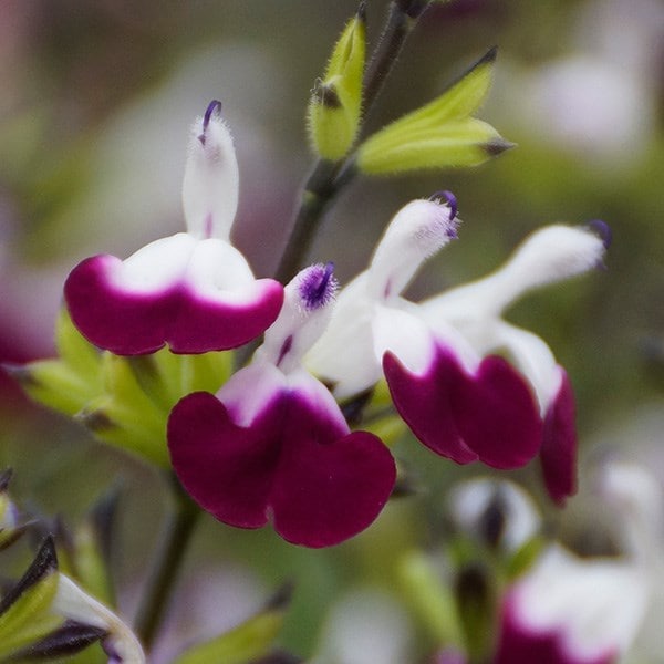 Salvia Amethyst Lips ('Dyspurp') (PBR)
