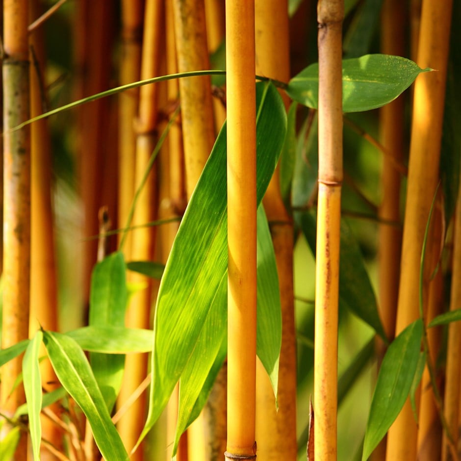 Buy yellow-groove bamboo Phyllostachys aureosulcata f ...