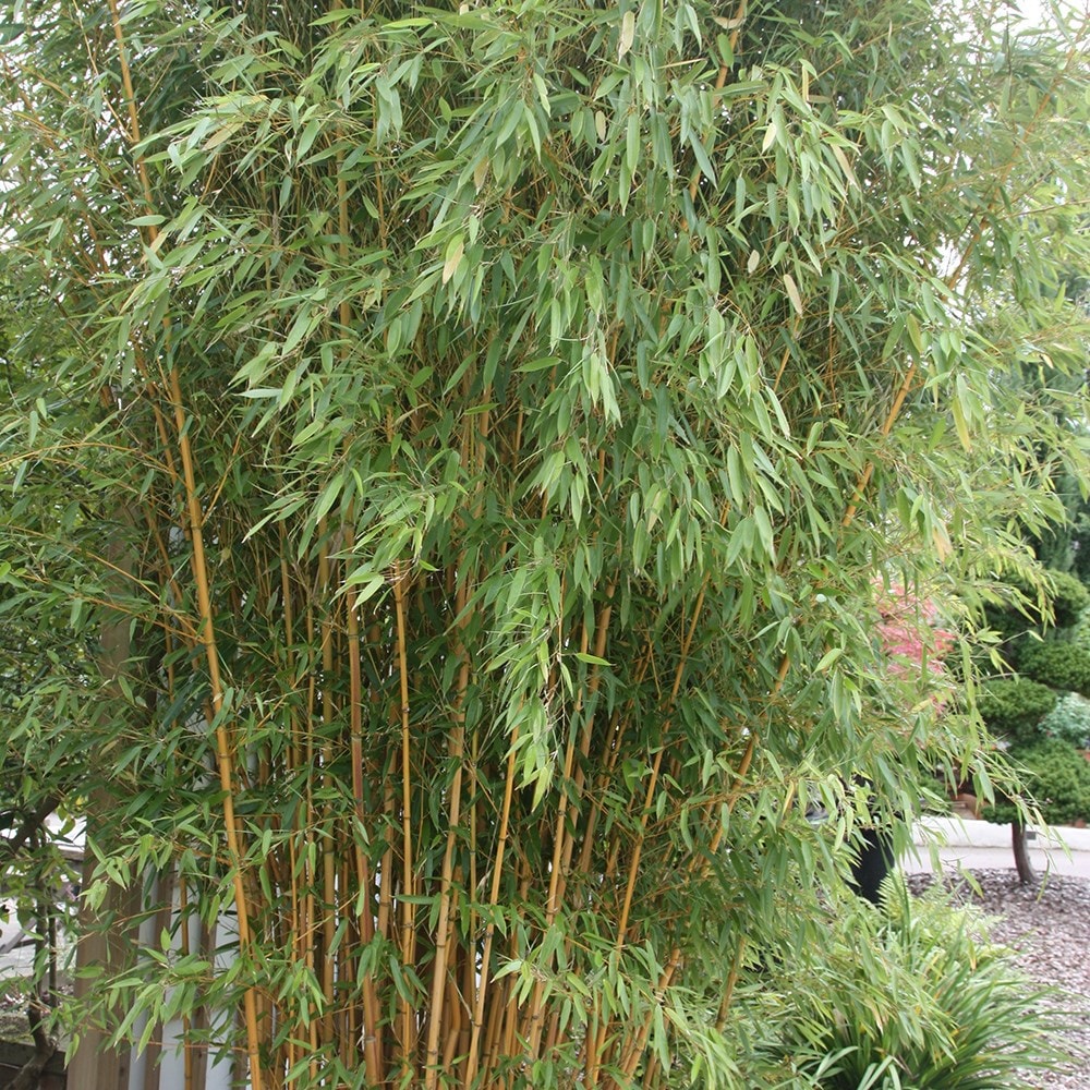 Buy yellow-groove bamboo Phyllostachys aureosulcata f. aureocaulis: £49 ...