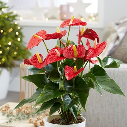 Picture of Anthurium (Andraeanum Group) Red Champion ('Anthbnena') (PBR)