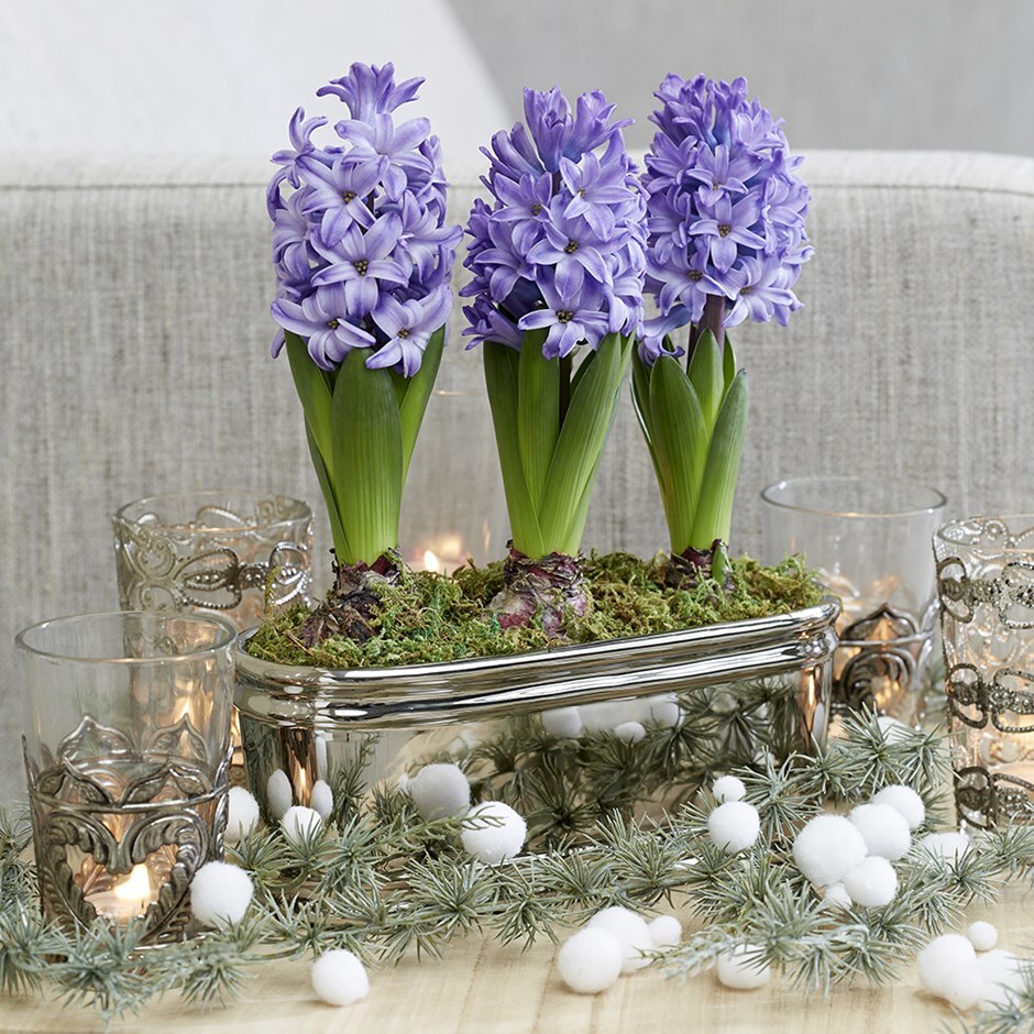 Scented blue hyacinths in a round silver ceramic trough