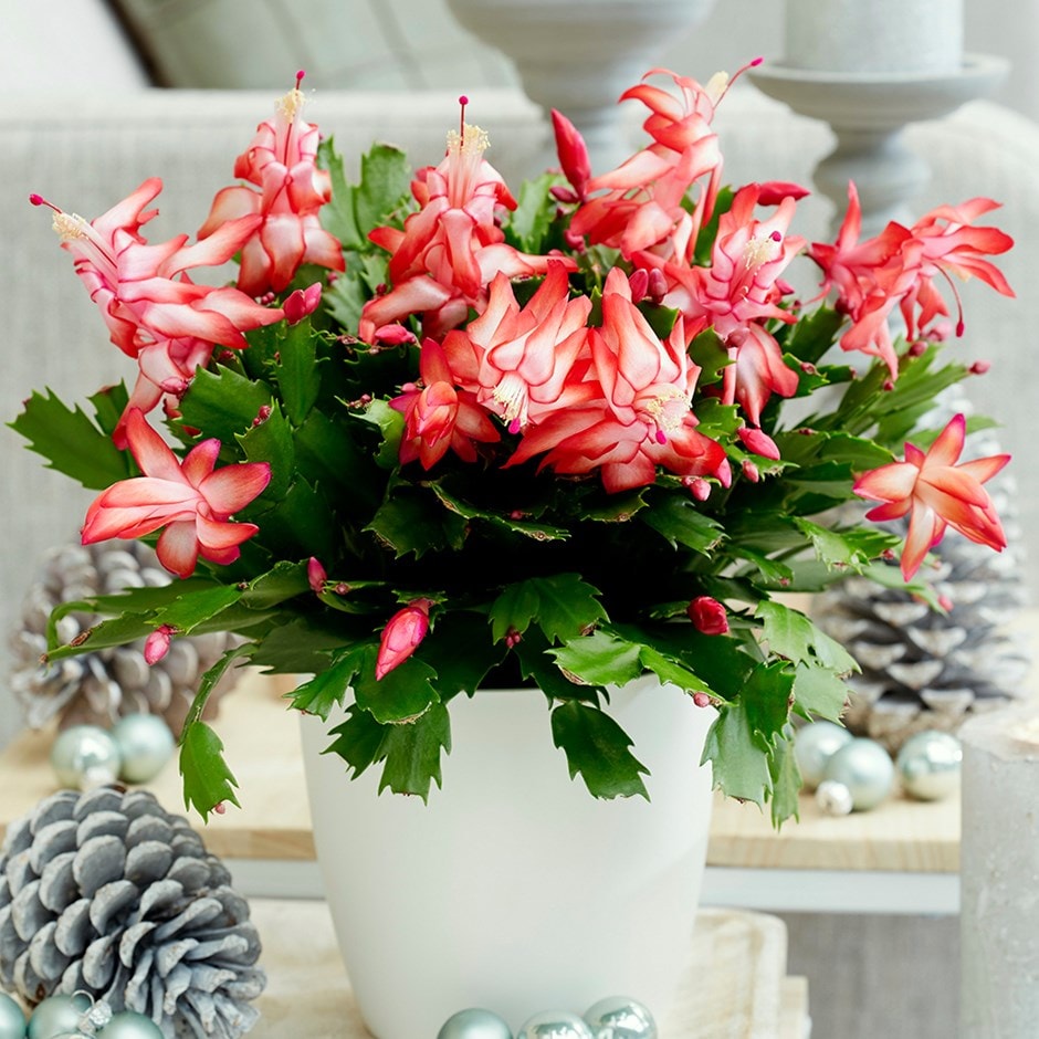 Buy Christmas Cactus Schlumbergera Red Delivery By Waitrose Garden
