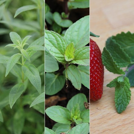 Picture of Herbs for cocktails collection
