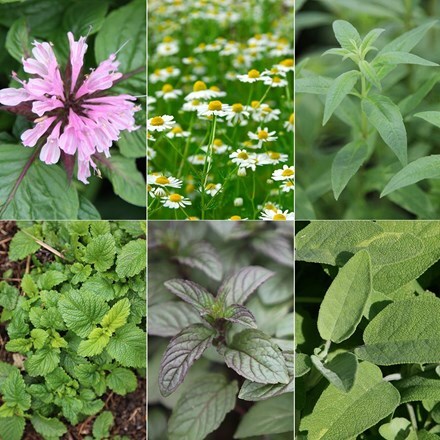 Picture of Herbs for teas collection