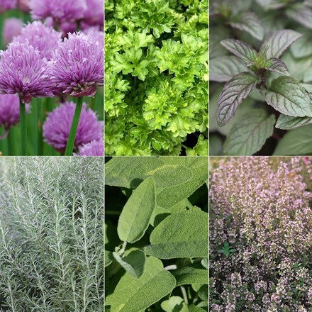 Picture of Herbs for cooking collection