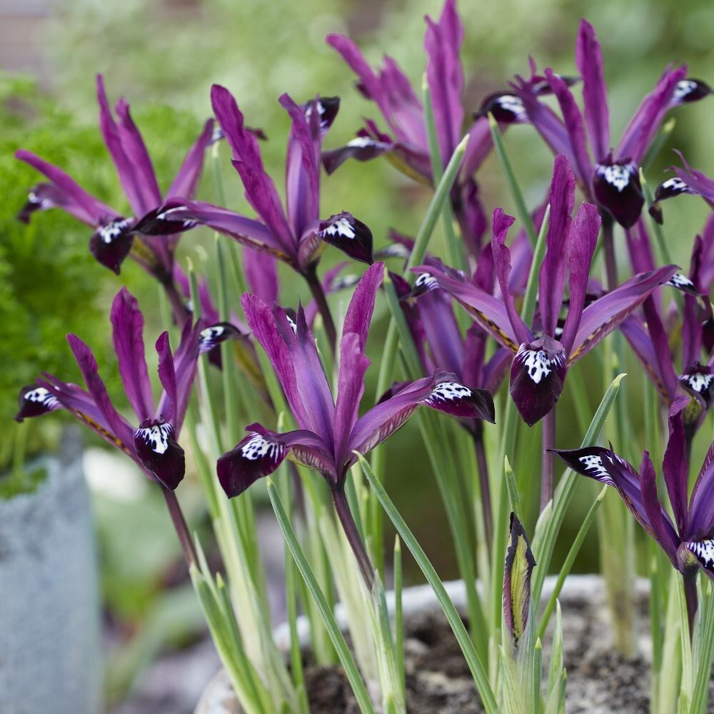 Buy iris potted bulbs Iris Pauline (Reticulata) potted