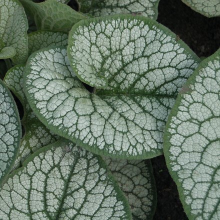 Picture of Brunnera macrophylla Sea Heart (PBR)
