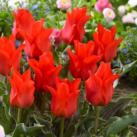 Tulipa Red Riding Hood - potted bulbs