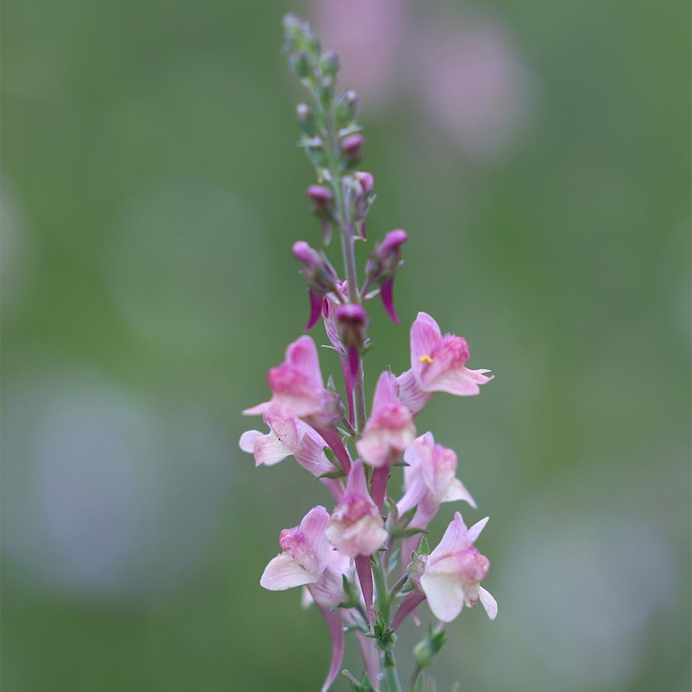 Product options image