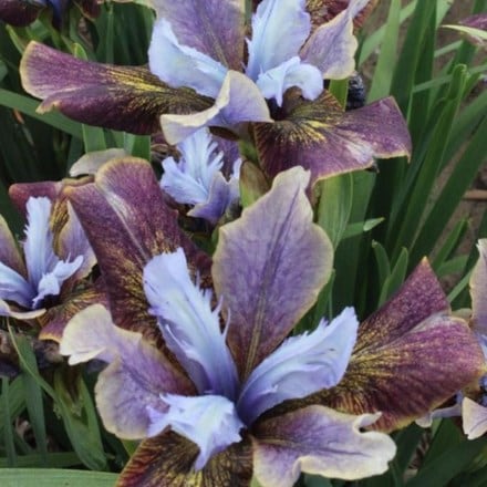 Picture of Iris Black Joker