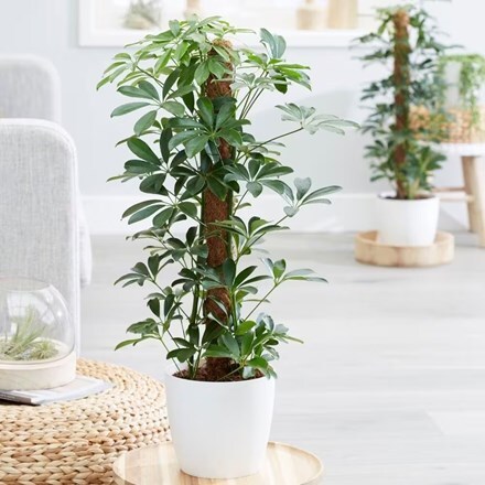 Fragrant wood pepper wood potted old pile Zen bonsai plant indoor living  room four-season courtyard