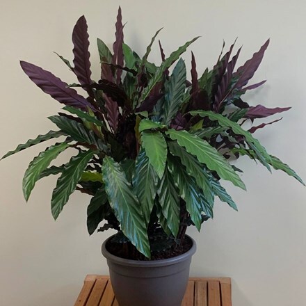 Picture of Goeppertia rufibarba Wavestar