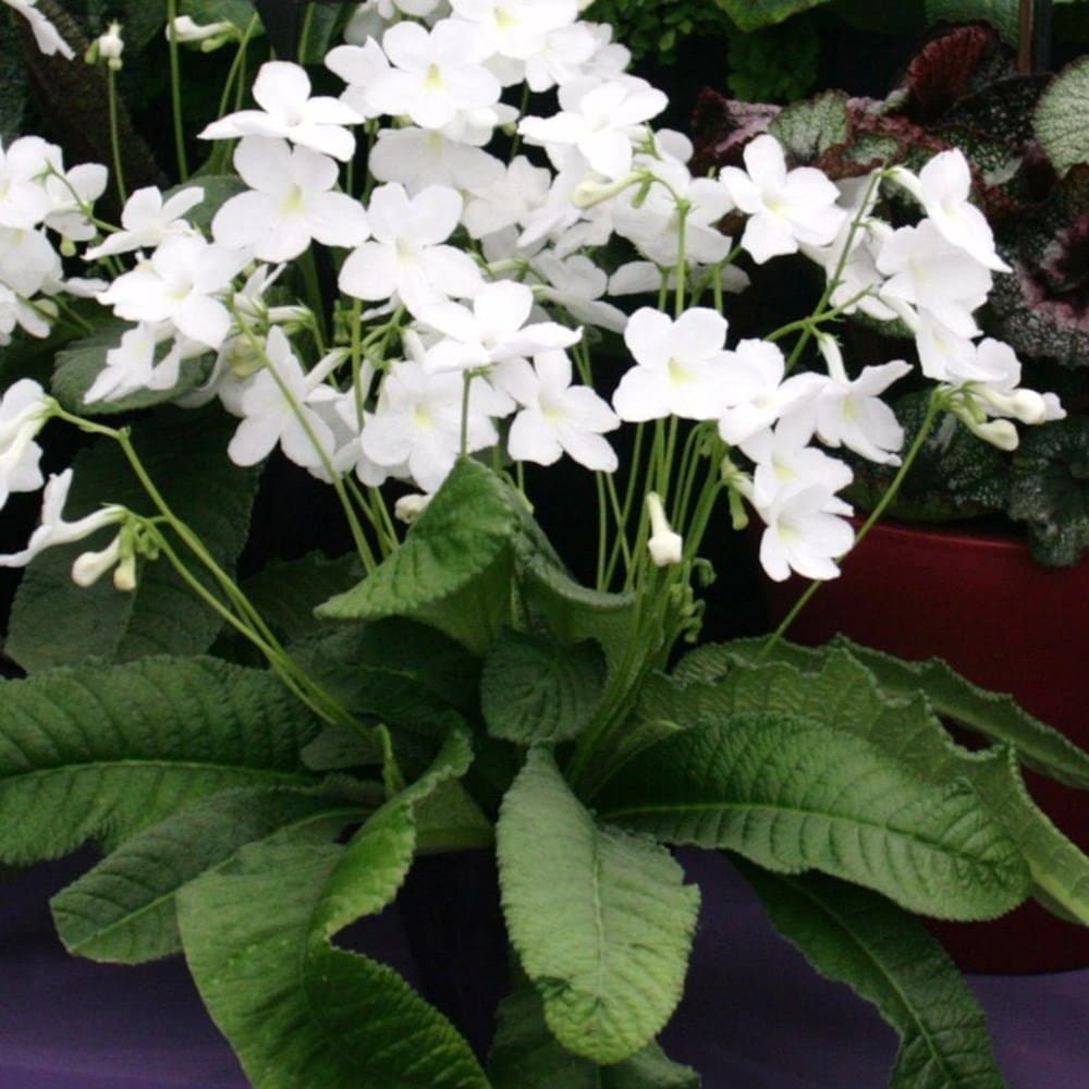 Product options image