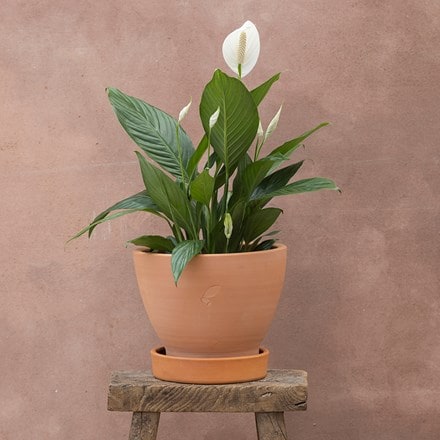 <i>Spathiphyllum</i> <b class=small-caps>Bingo Cupido</b> ('Spapril') (PBR)