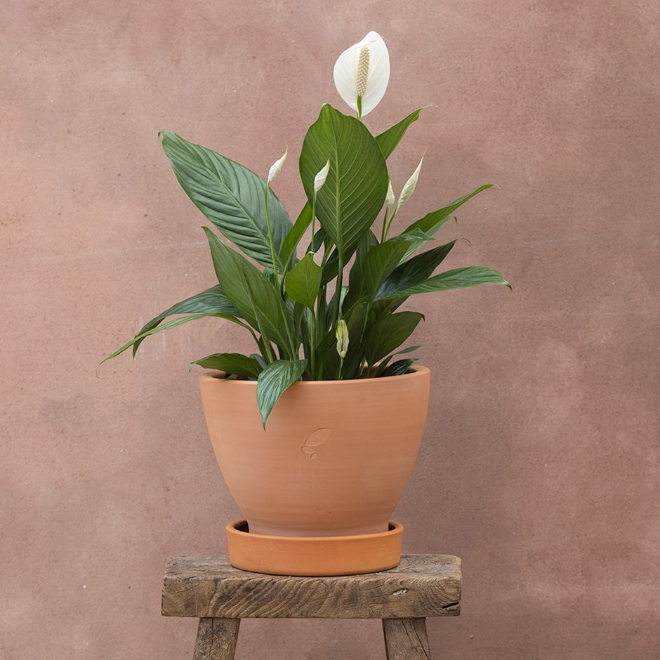 <i>Spathiphyllum</i> <b class=small-caps>Bingo Cupido</b> ('Spapril') (PBR)