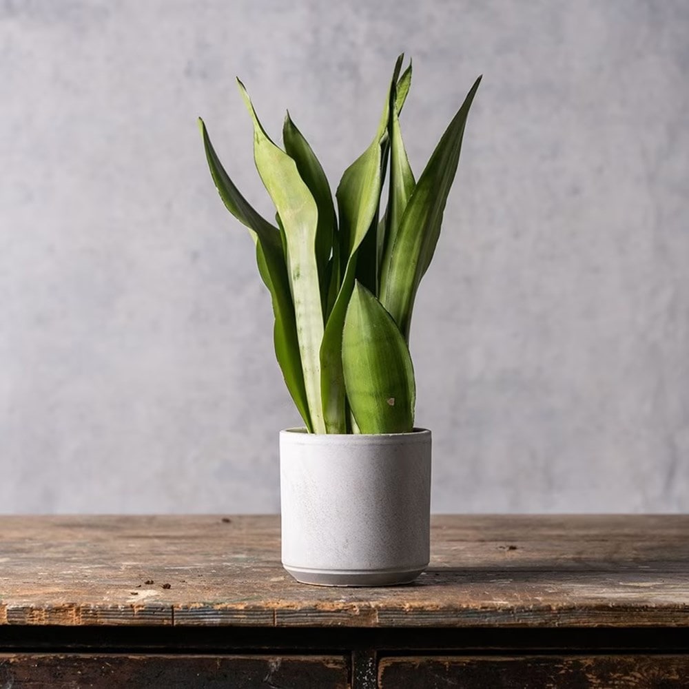 Product options image