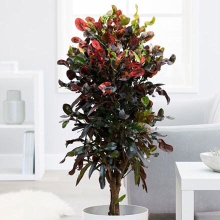 Picture of Codiaeum Mammi