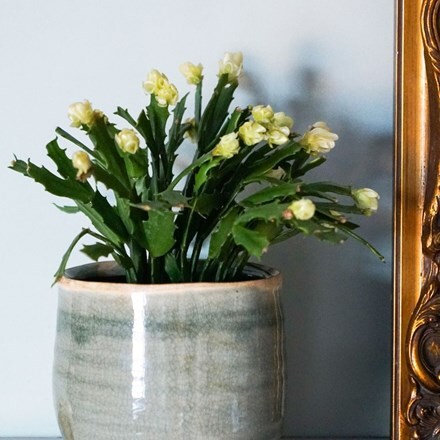 Picture of Schlumbergera Thor Wild Cactus White