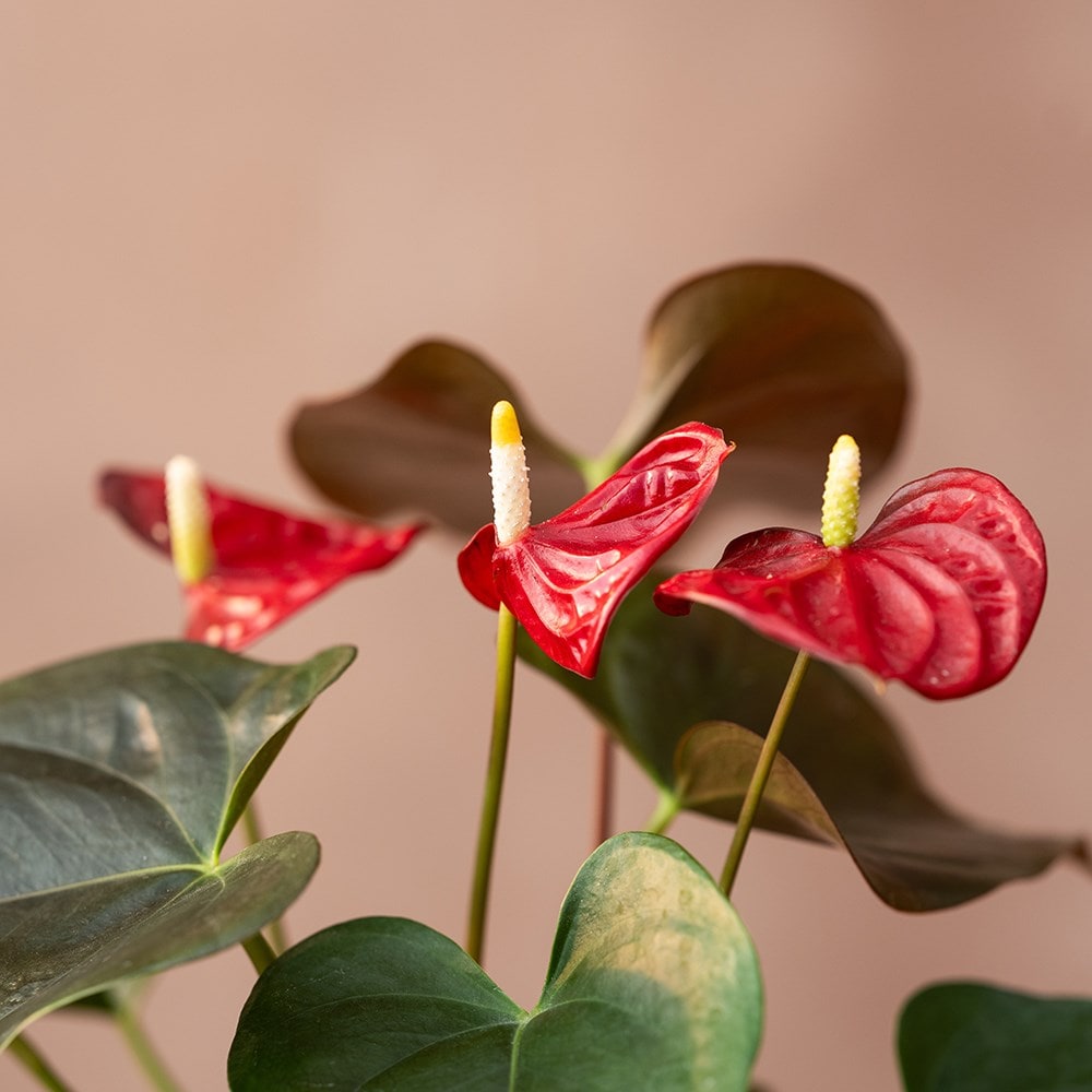 <i>Anthurium</i> (Andraeanum Group)  <b class=small-caps>Coral Champion</b> ('Anthdotfan') (PBR)