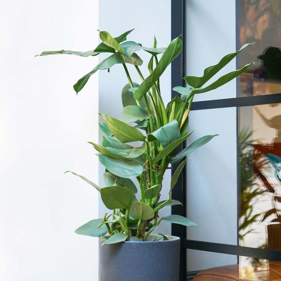 Buy Silver Sword Philodendron Hastatum 44 99 Delivery By Crocus Buy Silver Sword Philodendron Hastatum 44 99 Delivery By Crocus