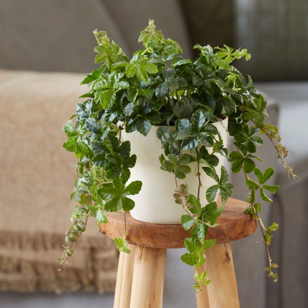 Product options image