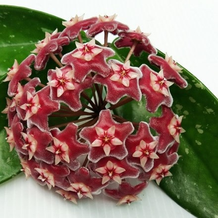 Hoya pubicalyx