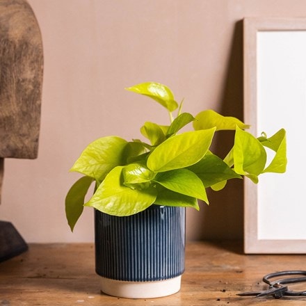 Epipremnum pinnatum Golden Pothos