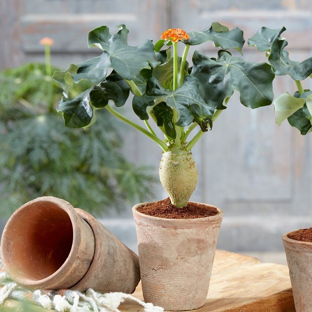 Product options image