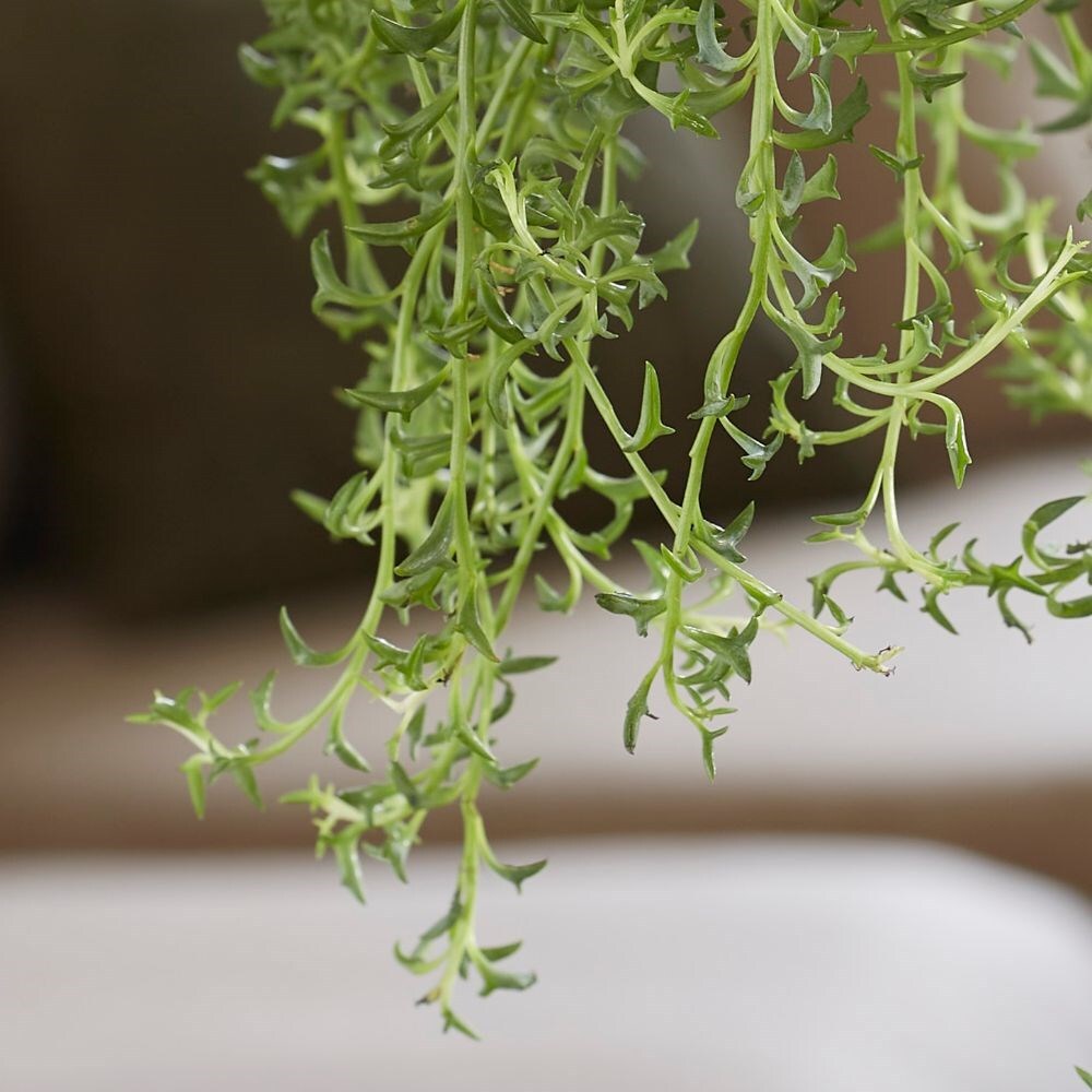 Buy jumping dolphin Senecio peregrinus £37.99 Delivery by