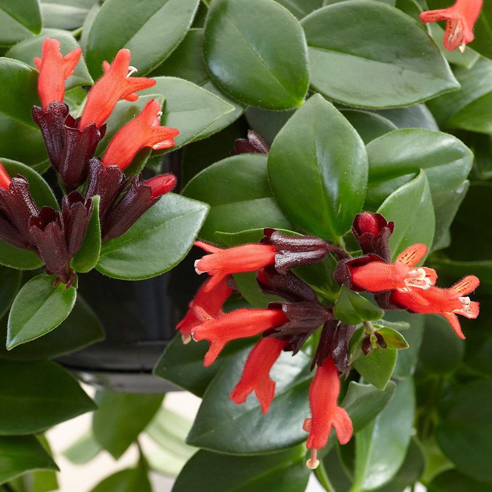 Buy lipstick plant Aeschynanthus Mona Lisa: £18.74 Delivery by Crocus