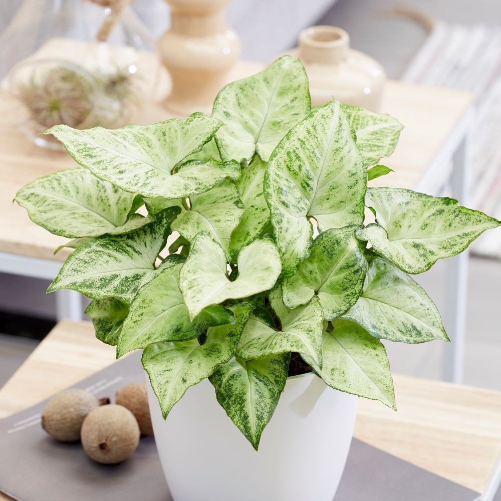 <i>Syngonium</i> 'Arrow'