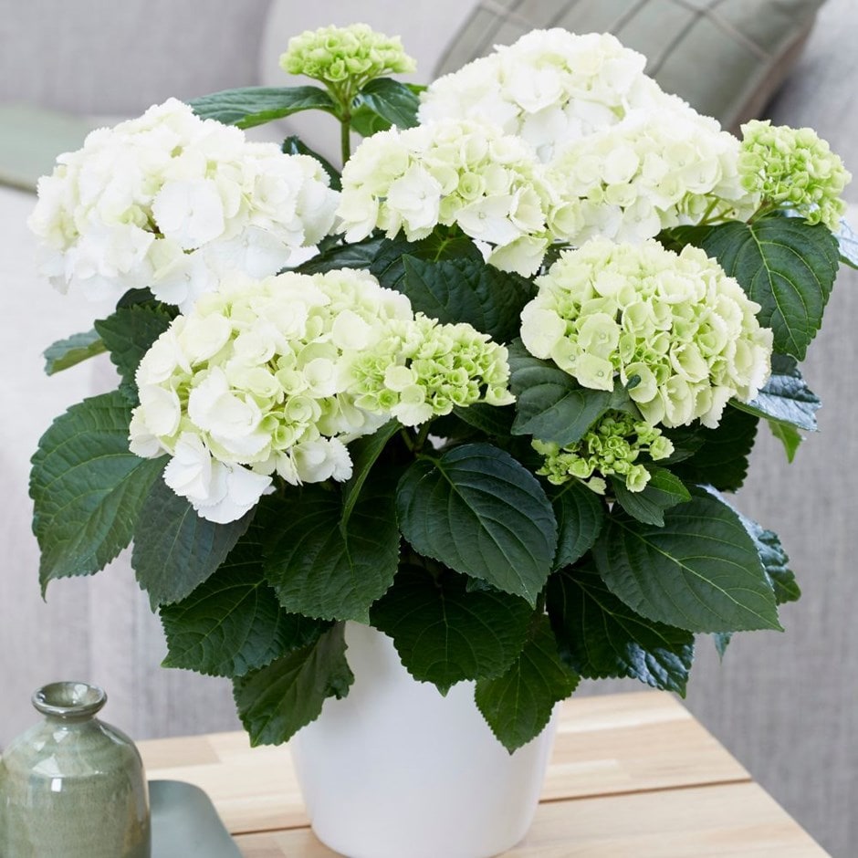 Buy hydrangea ( syn. Hydrangea Snowball ) Hydrangea macrophylla