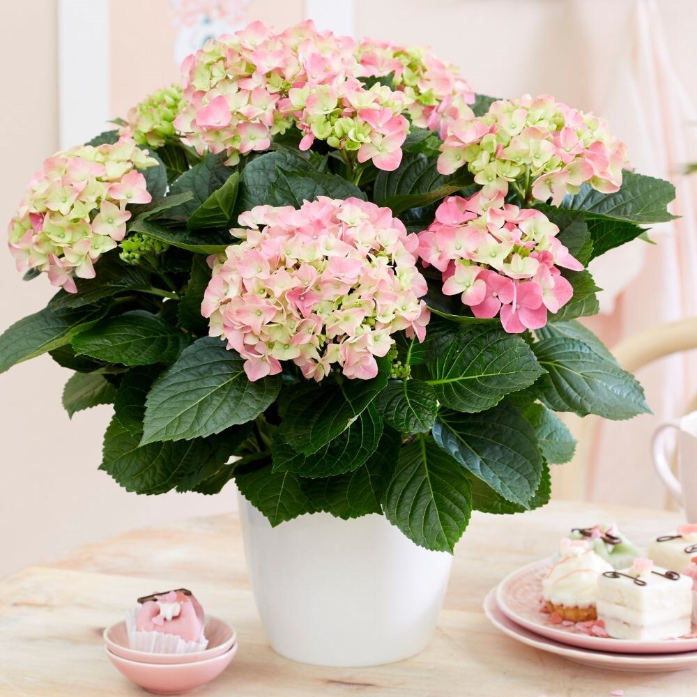 Buy Hydrangea Hydrangea Macrophylla 'Early Rosa': Delivery By Waitrose ...